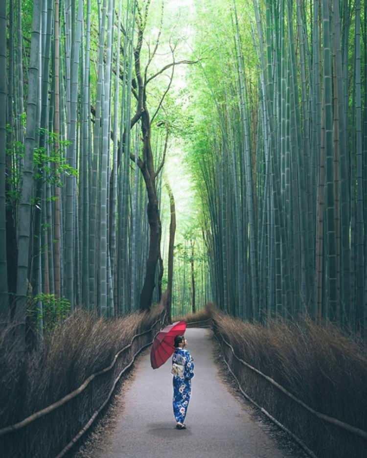 <p><strong>10- OLAĞANÜSTÜ BAMBU ORMANI "ARASHİYAMA" / JAPONYA</strong></p>
