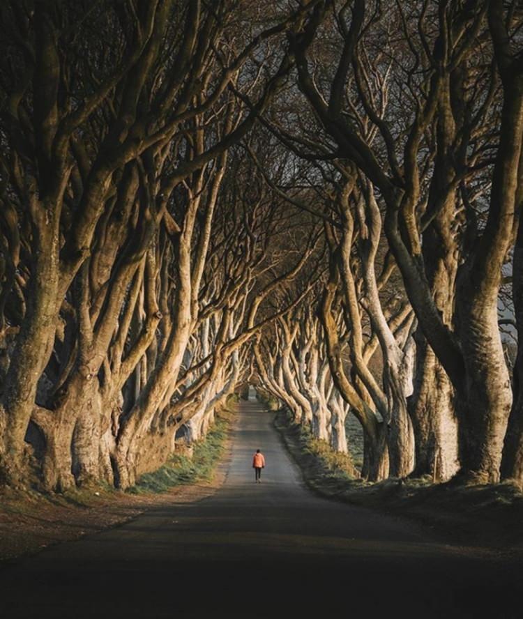 <p><strong>17- KORKUTUCU "DARK HEDGES" YOLU / KUZEY İRLANDA</strong></p>
