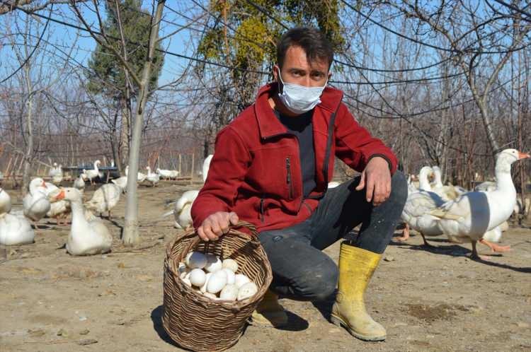 <p>"Kazın et verimi de 6-9 kilogram arasında değişiyor. Hem yumurta hem de etlik olarak diğer kaz cinslerine göre daha karlı olduğu için Alman Mast kazlarını tercih ettik. Bu hayvanların yumurtaları bize yurt dışından geldi. İki yıl boyunca bu hayvanları evimizde ürettik. Şu anda 300'ün üzerinde anaç kaz sayısına ulaştık."</p>
