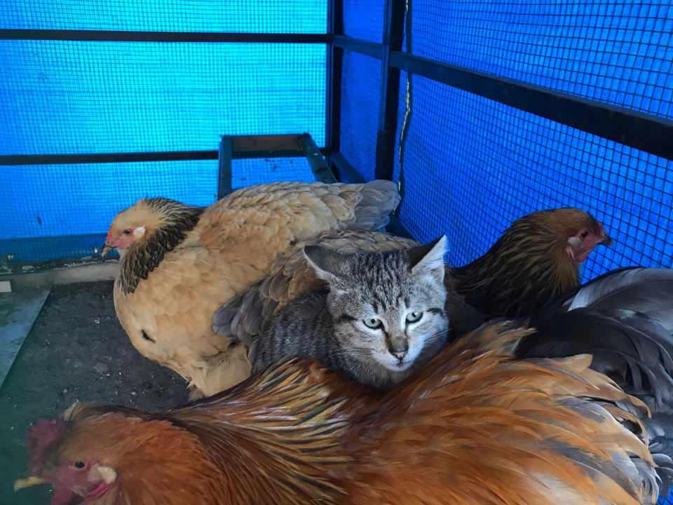 <p><strong>‘HOROZ KISKANIYOR’</strong></p>
<p>Kendi hayvanlarının da kediyi benimsediği ve horozun diğer hayvanları kıskandığını söyleyen Ermiş, “Tavukları koruduğu gibi kediye de sahip çıkıyor. Dışarıdan birinin müdahale etmesini istemiyor, kıskanıyor. Onlara her zaman yem vermeme rağmen tavuğa yaklaştığımda da bozulduğunu hissediyorum. Hırçınlaşıyor” ifadelerini kullandı.</p>
<p> </p>