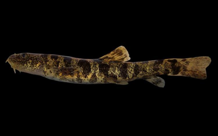 <p>Dünyanın en büyük sodalı gölü olan Van Gölü’nde inci kefali dışında yaşayabilen yeni tür balığa ‘Vangölü Küçük Mercan’ ismi verildi.</p>

<p> </p>
