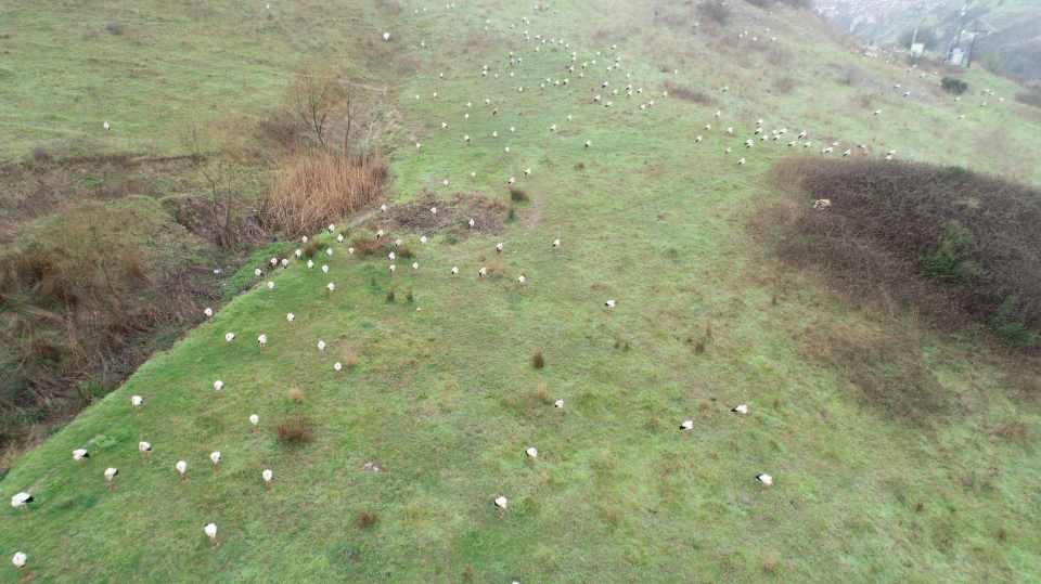 <p>G&uuml;neyden kışı ge&ccedil;iren leyleklerin, Avrupa ve Asya'nın kuzey &uuml;lkelerine d&ouml;n&uuml;ş yolculuğu başladı. Leyleklerin g&ouml;&ccedil; g&uuml;zergahında bulunan İstanbul'un semalarında binlerce leylek belirdi.</p>
