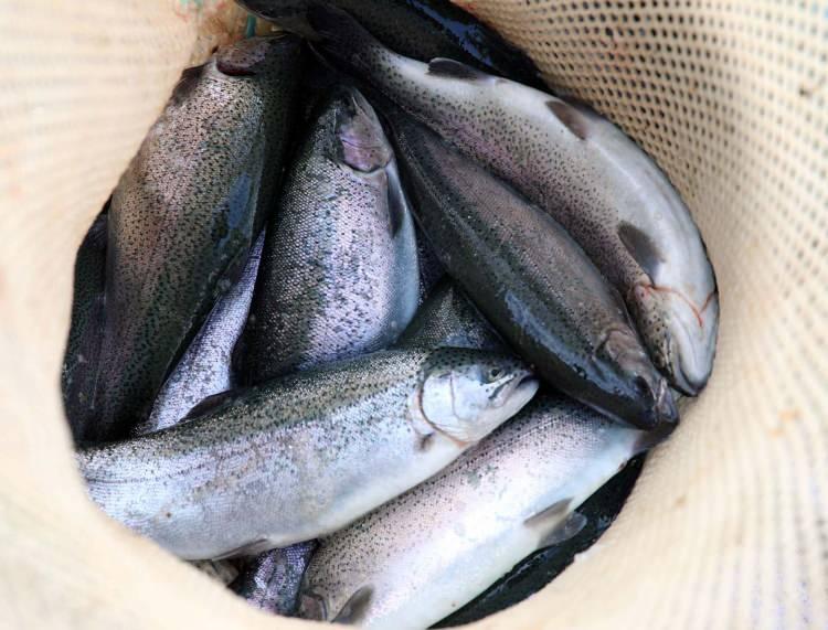 <p>Fırat Nehri'nin Şanlıurfa’nın Birecik ilçesi ile Gaziantep'in Karkamış ilçesi arasında kalan bölümde kurulan kafeslerde yetiştirilen yerli somon balıkları, bölge insanına iş imkanı sağlarken, 54 ülkeye de gönderilerek gelir sağlanıyor. </p>
