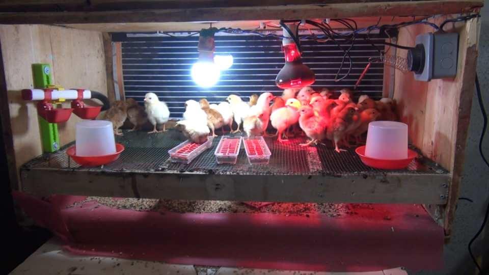 <p>Ürettikleri yumurtalarla gelir sağlayan Eyüp ve Yusuf Gökhan kardeşler, ürettikleri yumurtaları satarak geçimlerini sağlamaya başladı.</p>