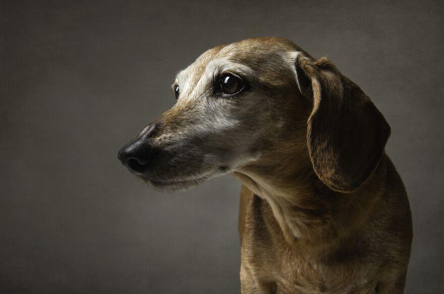 <p>Fotoğrafçının Kab adında 15 yaşındaki köpeği.</p>

<p> </p>
