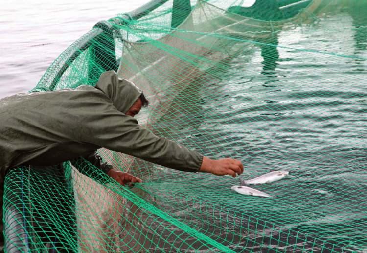 <p>Gaziantep'in Karkamış ilçesinde, Fırat Nehri üzerinde üretilen 4 bin 500 ton somon balığı, geçen yıl 54 ülkeye ihraç edildi. Somon üreticisi Serkan Çiftçi, en çok talebin Rusya'dan geldiğini söyledi.</p>

<p> </p>
