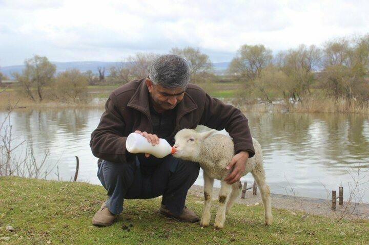 <p>Karacabey il&ccedil;esinin Uluabat k&ouml;y&uuml;nde imamlık yapan Z&uuml;beyir Demirkaya, annesi doğumda &ouml;len minik kuzuyu satın aldı. &Ccedil;ocuğu gibi b&uuml;y&uuml;tt&uuml;ğ&uuml; ve şu an 45 g&uuml;nl&uuml;k olan minik kuzu imamın peşinden ayrılmıyor. İmam nereye giderse kuzu da peşinden onu takip ediyor. İmamın peşinde gezen minik kuzuyu gerenler ise bu b&uuml;y&uuml;k dostluğu hayranlıkla izliyor.</p>
