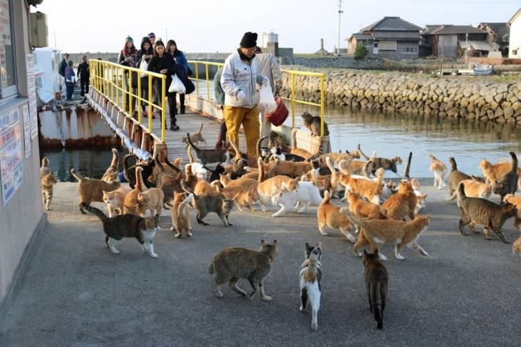 <p>Japonya'daki Aoshima adası artık 'kedi adası' olarak anılıyor. Önceleri fareleri yakalamak için adaya getirilen 2 kedinin kontrolsüz bir şekilde çoğalmaya başlamasıyla, adadaki kedi nüfusu insan nüfusunu 6'ya katladı.</p>
