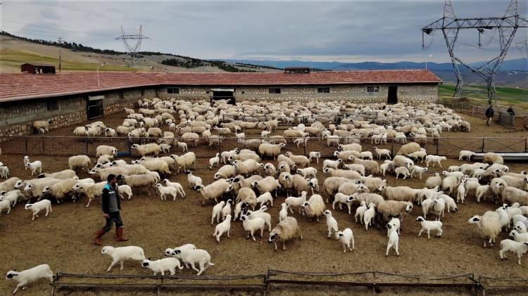 <p>Her canlı i&ccedil;in &ccedil;ok değerli olan anne ve yavru buluşması Bafra ırkı koyunların yetiştirildiği Amasya&rsquo;daki G&ouml;kh&ouml;y&uuml;k Tarım İşletmesi&rsquo;nde oluşan renkli g&ouml;r&uuml;nt&uuml;ler havadan kaydedildi. Tek ama&ccedil;ları annelerini bulup s&uuml;t i&ccedil;mek olan kuzular karmaşanın i&ccedil;inde annelerini aradı.&nbsp;</p>
