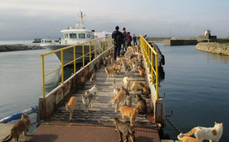 <p>Önceleri bir iki kedi ile başlayan bu sevda, üremenin kontrolden çıkmasıyla 'kedi işgali'ne döndü. Şimdi adada bulunan 120 kediden 10 tanesi kısırlaştırıldı.</p>

<p> </p>
