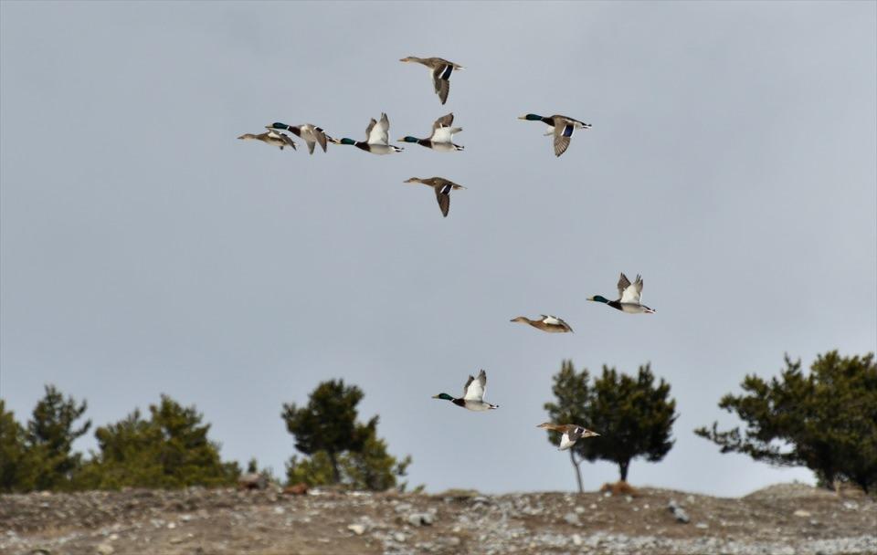 <p>Sarı&ccedil;am ormanlarıyla &ccedil;evrili y&uuml;ksek rakımlı il&ccedil;ede, karlar yavaş yavaş erimeye başladı.</p>

<p>&nbsp;</p>
