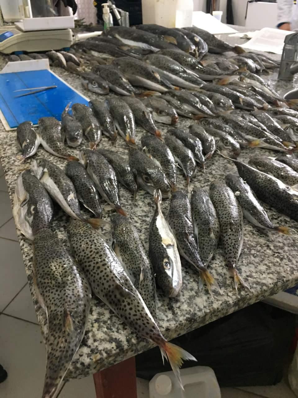 <p>Bazı balıklarda 300-400 gramlık gonatlar çıktığını belirten Enstitü Müdürü Serkan Erkan, hem balığın çok hızlı ürediğini, hem de üreme periyodunun bahar ayları dışına çıktığını söyledi.</p>
