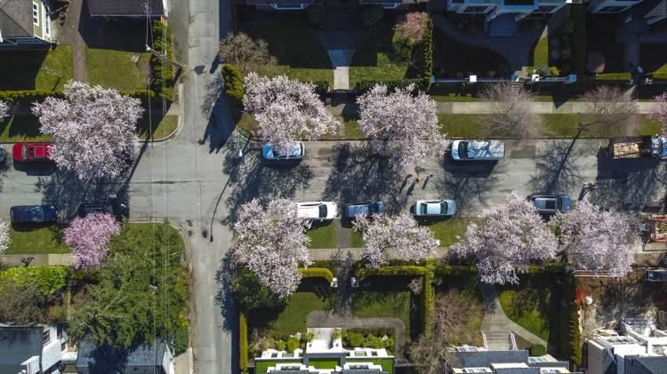 <p>Baharın müjdecisi kiraz çiçekleri, Kanada'nın Vancouver kentinde güzel görüntüler oluşturdu. Kiraz çiçekleri havadan görüntülendi.</p>
