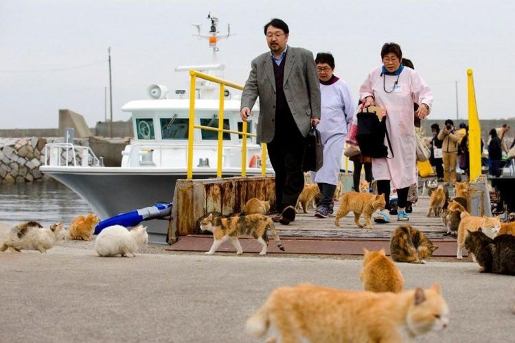 <p>Japonya'da Kanagawa Eyaletindeki Enoshima, Shiga Eyaletindeki Okishima ve Kagawa Eyaleti Sanagishima'daki Enoshima dahil olmak üzere bir dizi başka "kedi adası" var.</p>

<p> </p>
