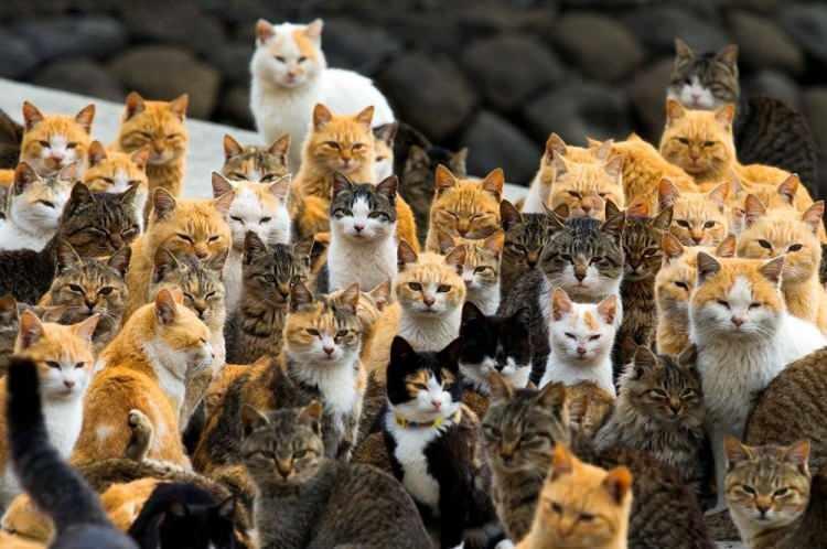 <p>Japonya'nın Aoshima adasında 'tatlı bir felaket' yaşanıyor. Adadaki kedi sayısı insan sayısını 6'ya katlamış durumda...</p>

<p> </p>
