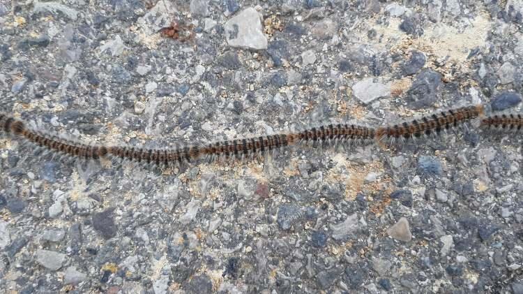 <p>Adıyaman’da bir okulun bahçesinde ilk fark edildiğinde yaklaşık 3 metre uzunluğunda yılan sanılan sıralı tırtıllar görenleri şaşkına çevirdi. </p>
