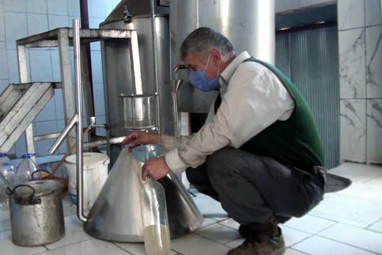 <p>Bu rahatsızlıklar sırasında, bir bardak su içerisine birkaç damla ardıç yağı ekleyerek içilebiliyor" dedi.</p>