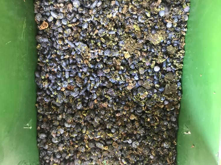 <p>Tek başına günde 15 kilogram ardıç meyvesi topluyor<br />
Toros Dağlarında yetişen Ardıç ağaçlarının çok kıymetli bir ağaç olduğunu ve yörede oldukça bol olduğunu dikkati çeken Abdullah Güven, ardıç yağı çıkarabilmek için Toros Dağlarının eteklerine çıktığını belirterek, "Ardıç ağaçlarının meyveleri küçüktür. </p>