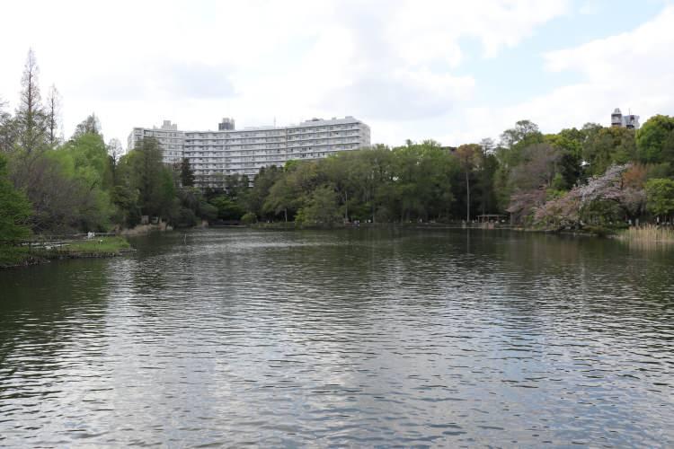 <p>1900'lü yılların başında açılan İnokaşira Parkı, Japon kültür ve turizm literatüründe, dönemin Japon imparatorunun başkent halkına hediyesi olarak biliniyor. Tokyo'da "yeşil vaha" şeklinde bilinen İnokaşira Parkı, doğal güzellikleriyle yaşlısından gencine yerli ve yabancı turistlerin bahar ve yaz aylarında uğrak noktaları arasında bulunuyor.</p>
