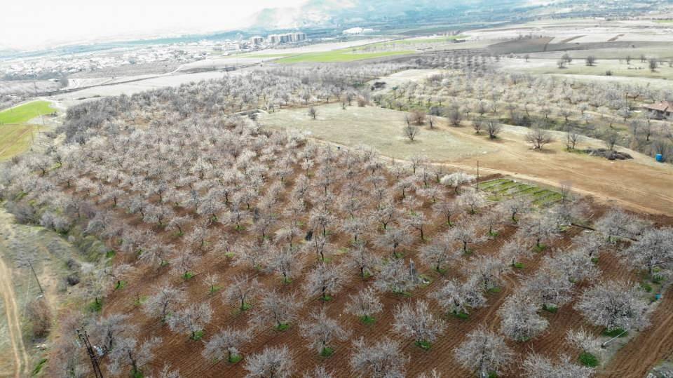 <p>20 bin n&uuml;fuslu Elazığ'ın Baskil il&ccedil;esinde 100 bin dekar alanda yaklaşık 1 milyon kayısı ağacı bulunuyor.&nbsp;</p>
