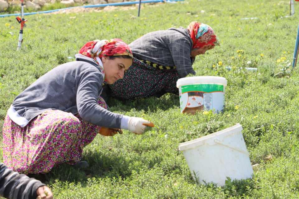 <p> Köye gelen 20-30 tane de tüccarımız var, onlar akşamdan gelip toplanan zahteri alırlar ve dağıtımını yaparlar. </p>