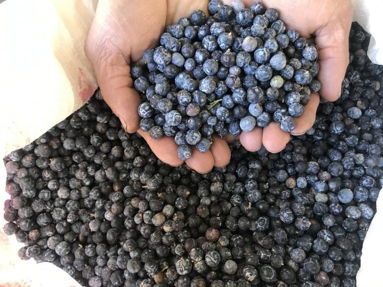 <p>Antalya’nın Akseki ilçesinde köylülerin Toros Dağları'nın eteklerinden topladıkları ardıç meyveleri meşakkatli işlemlerin ardından yağı ve suyu çıkartılarak satılıyor. </p>
