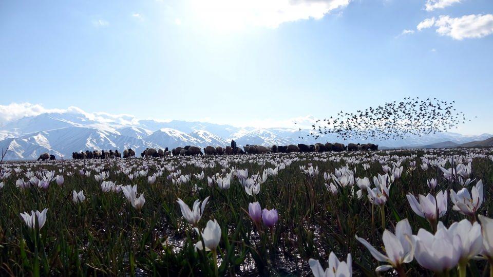 <p>İlçe merkezi çevresindeki ovanın yeşil örtüsü, baharda boy vermeye başlayan kardelenler ve 4 bin 200 rakımlı Cilo Dağları'ndaki beyaz kar örtüsünün oluşturduğu görsel şölen, fotoğraf sanatçılarının ilgisini çekiyor. </p>
