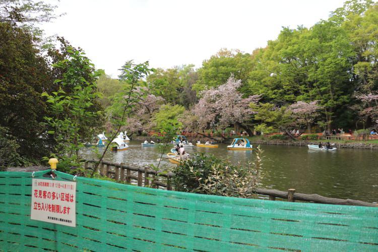 <p>Japonya’nın başkenti Tokyo’nun batısında yer alan ve "yeşil vaha" diye bilinen İnokaşira Parkı, doğal güzellikleriyle yerli ve yabancı turistlerin bahar aylarında uğrak noktaları arasında yer alıyor.</p>
