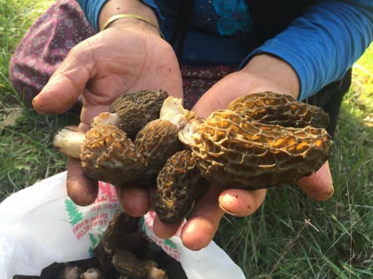 <p>Toroslar'da yetişen ve diğer türlerine göre nadir bulunan kuzugöbeği mantarının tazesinin kilosu 150 liradan, kurusu ise bin 500 liradan alıcı buluyor.</p>
