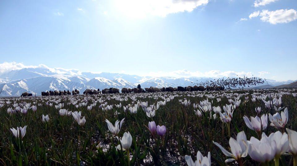 <p>Hakkari'ye 80 kilometre uzaklıktaki çevresi dağlarla çevrili, düz ovaya kurulu olan Yüksekova ilçesi, ilkbahar aylarıyla çiçeklendi.</p>

<p> </p>
