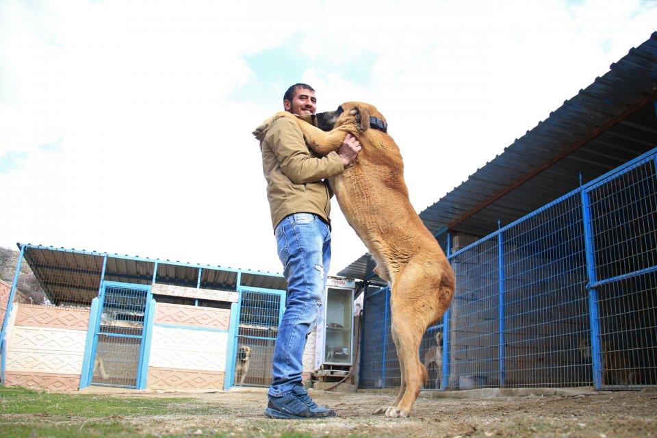<p>G&ouml;renlerin yok b&ouml;yle bir hobi dediği &ccedil;iftlikte k&ouml;pekleriyle vakit ge&ccedil;iren &Ouml;zmedir, bir tanesine 50 bin TL teklif etmelerine rağmen satış yapmadığını aktardı.<br />
&nbsp;</p>
