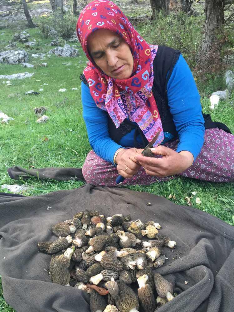 <p>Kuzugöbeğini toplamak oldukça zahmetli bir iştir. Sabahtan akşama kadar ağaçların dibini geziyoruz. </p>
