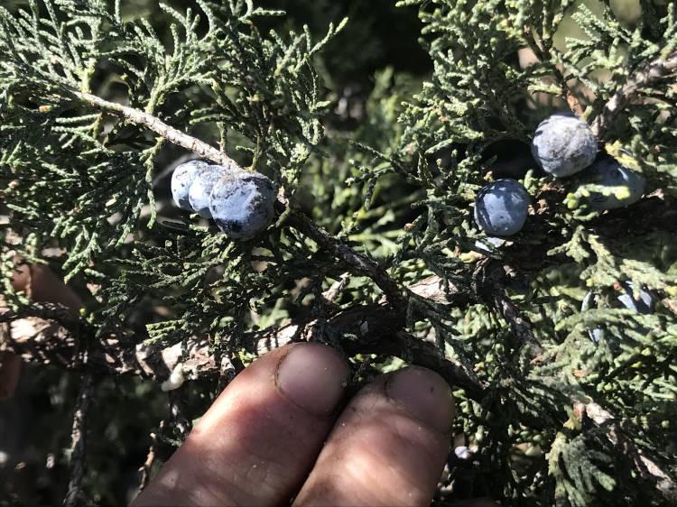 <p>“Birçok hastalığa şifa kaynağı”<br />
Toroslardaki çok sayıda ağaç ve bitki çeşidi bulunduğunu anlatan Güven, “Ardıç yağının da birçok hastalıklara şifa olduğu biliniyor. </p>