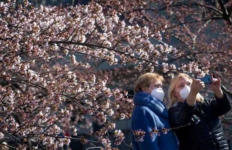 <p>Japonya'da ilkbahar, sakura olarak da bilinen ülkenin meşhur kiraz çiçekleri açtığında geliyor. Halk, bin yıldan fazla bir süredir, fotoğraf çekmek ve dalların altında piknik yapmak için en popüler yerlere akın ederek baharın gelişini kutluyor. Ancak, bu yıl kiraz çiçeği mevsimi oldukça erken başladı ve hızla sona erdi.</p>
