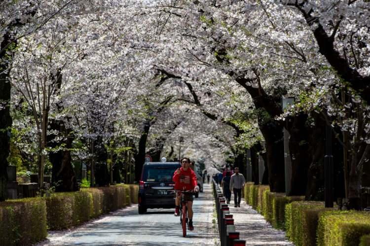 <p>Ancak, Japonya’daki sakura çiçeklerinin erken açması sadece turistleri ilgilendiren bir mesele değil, uzmanlar bu durumun dünyadaki tüm ekosistemler üzerinde yıkıcı bir etkiye sahip olacağını ve birçok türün hayatta kalmasını tehdit edebileceği konusunda uyardı.</p>
