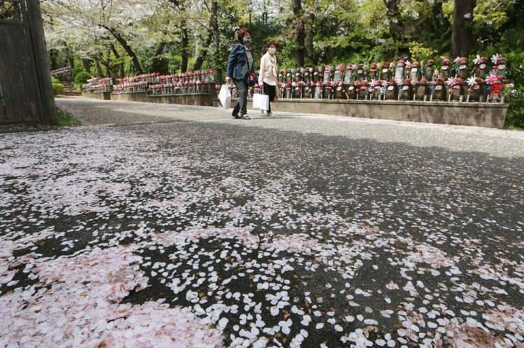 <p>Bununla birlikte, sakura çiçeklerinin en yoğun çiçeklenme tarihleri, hava durumu ve yağış gibi çeşitli faktörlere bağlı olarak her yıl değişiyor, ancak genel olarak tarih boyunca daha gerçekleşme eğilimi gösterdi. Aono'nun verilerine göre Kyoto'da, en yoğun çiçeklenme dönemi yüzyıllar boyunca nisan ortası civarında seyrediyordu, ancak 1800'lü yıllarda nisan başlarına doğru hareket etmeye başladı. </p>
<p> </p>
