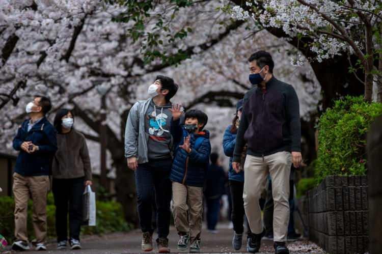 <p>Tai, çiçeklerin erken açmasını etkileyentemelde  iki faktör olduğunu söyledi: kentleşme ve iklim değişikliği. Artan kentleşmeyle birlikte şehirler, ısı adası etkisi olarak adlandırılan kırsal alandan daha sıcak olma eğiliminde. Ancak bölgede ve dünyada artan sıcaklıklara neden olan iklim değişikliği çok daha büyük bir rol oynuyor. </p>

<p> </p>
