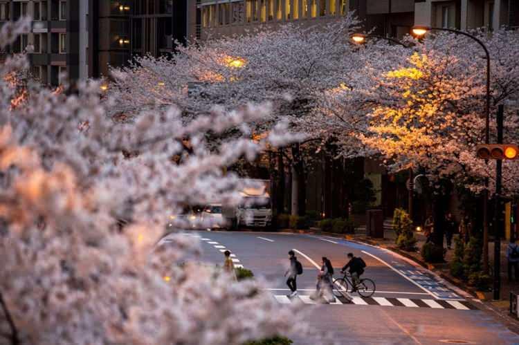 <p><strong>BİRÇOK TÜRÜN HAYATTA KALMASINI TEHDİT EDİYOR</strong><br />
Ancak, Japonya’da sakura çiçeklerinin erken açması sadece turistleri ilgilendiren bir mesele değil, uzmanlar bu durumun tüm ekosistemler üzerinde kalıcı bir etkiye sahip olacağını ve birçok türün hayatta kalmasını tehdit edebileceği konusunda uyardı.</p>
