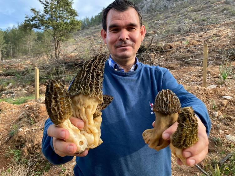 <p>Kuzugöbeği mantarı sezonunun başlamasıyla vatandaşlar mantarın toplanabileceği muhtemel alanlara akın ediyor.</p>
