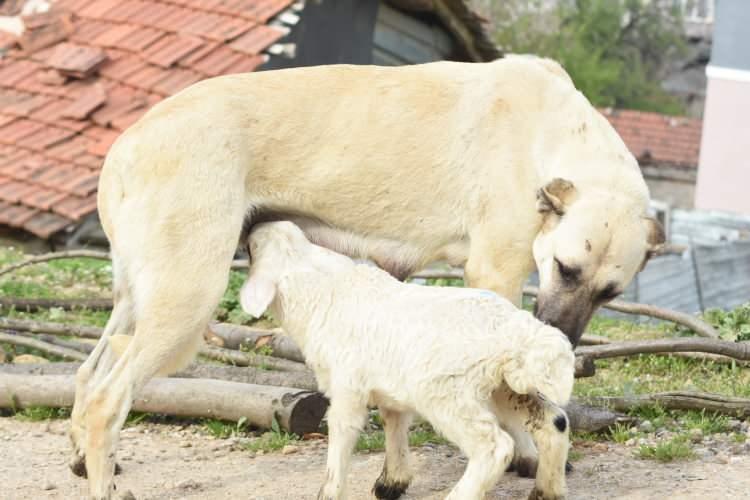 <p>Bursa'da küçükbaş yetiştiricisi Sezer Çubuk'un (29) baktığı 'Kezban' isimli kuzu, yeni doğum yapan çoban köpeğinden süt emiyor. Çoban köpeği, hem kendi 7 yavrusunu emzirirken hem de kuzuya 'süt annelik' yapıyor.</p>

<p> </p>

<p> </p>
