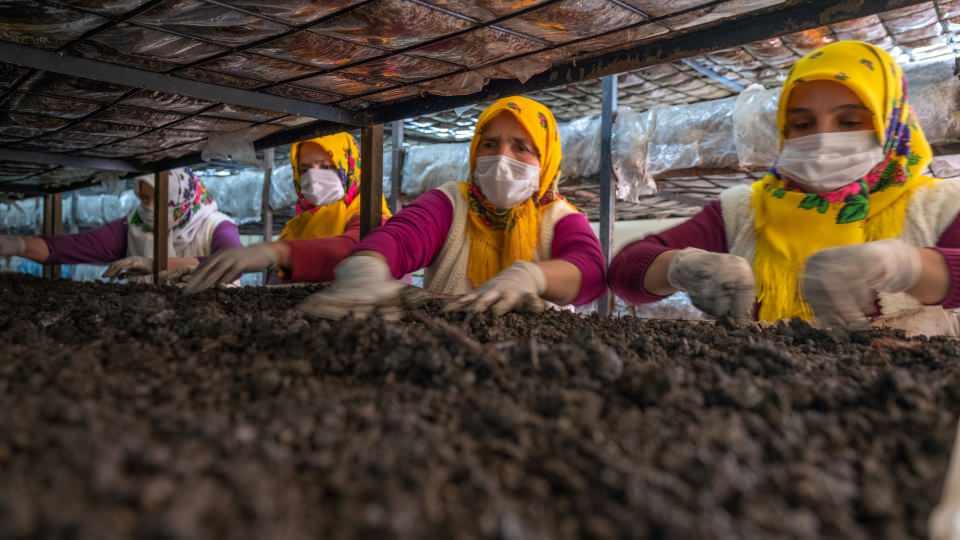 <p>Arazi koşulları nedeniyle tarımın yapılamadığı Orta Toros Dağları'nda kurulan seralarda üretilen mantarlar, gelir kapısı olurken, türküler söyleyerek çalışan 30 kadın sabırsızlıkla ikinci hasadı bekliyor.   </p>

<p> </p>
