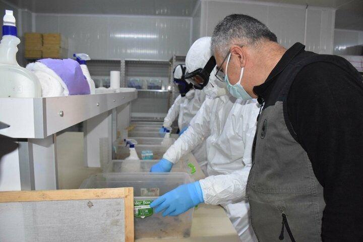 <p>Türkiye'de kızılçam ağaçlarının ağırlıklı olarak Akdeniz iklim kuşağında yayılım gösterdiğini belirten Derince, İzmir ve Manisa'yı kapsayan İzmir Orman Bölge Müdürlüğü'ne bağlı alanda yaklaşık 800 bin hektar kızılçam ağacı bulunduğunu dile getirdi. Zarar gören yerleri bölge şefleri aracılığıyla tespit ettiklerini ve mücadeleyi yoğunlaştırdıklarını anlatan Derince, calosoma böceğini ormanda hektara en az 20 adet olacak şekilde bıraktıklarını kaydetti.</p>