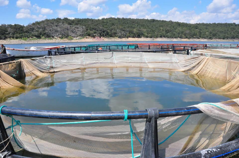 <p>Tarım ve Orman Bakanlığı desteği ile alabalığa karşı ilginin her geçen yıl arttığı Manisa'da, baraj göletlerinde kurulan tesislerde geçen yıl 838 ton alabalık, 160 ton aynalı sazan yetiştirildi. </p>

