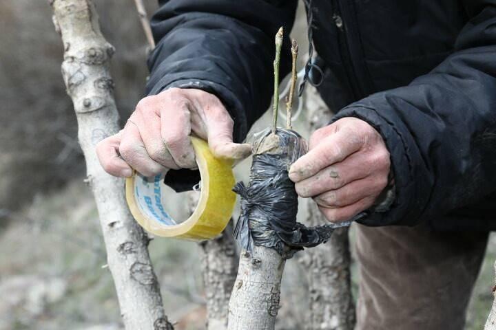 <p>Her yıl önceden tespit ettiği yabani meyve ağaçlarını ekim ayında budayan Orhan, budaması yapılan ağaçlara da mart ve nisan aylarında aşılama yapıyor.</p>

<p> </p>
