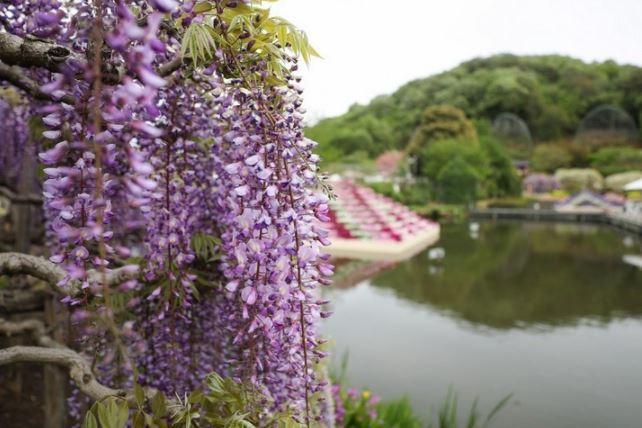 <p>Japonya'nın Ashikaga Çiçek Parkı'nda morsalkım çiçekleri tümüyle açarken ortaya çıkan manzara çok sayıda turist çekiyor. </p>
