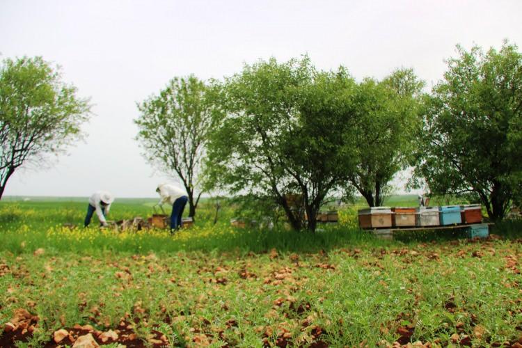 <div>Onun dışında organik olduğu için arı yavrulamaya odaklı bir çalışma yapıyor. İlk yıllar dediğim gibi 9 kovandı. 9 kovandan 50 kiloya yakın bal satışım olmuştu..</div>

<div> </div>
