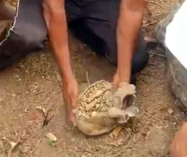 <p>Jangaon bölgesine bağlı Pembarthi köyünde bulunan çömlekten yaklaşık 190 gram ağırlığında altın; 1,72 kilogram ağırlığında gümüş takılar çıktı. Yaklaşık bir metre derinlikte bulunan eşyalar daha sonra yetkililere teslim edildi.</p>

<p> </p>

