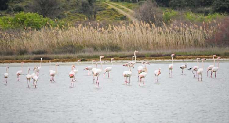 <p>Kuşların geldiğini duyan çok sayıda kişi, flamingoları fotoğraflayıp sosyal medyada yayımladı. Gazetecilere açıklamalarda bulunan Çanakkale Savaşları Gelibolu Tarihi Alan Başkanı İsmail Kaşdemir, bölgenin birçok kuş türü ve canlıya ev sahipliği yaptığını söyledi.</p>
