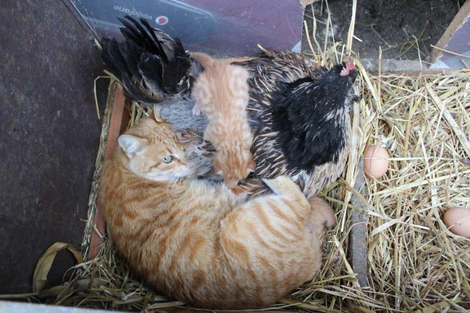 <p>Bu kümesin yakınındaki küçük bir kümeste ise kedi ve yeni doğan 3 yavrusu ile bir tavuk kalıyor. Kedi, kümesten çıktığında tavuk yavruları kanatlarının altına alıp koruyor.</p>
