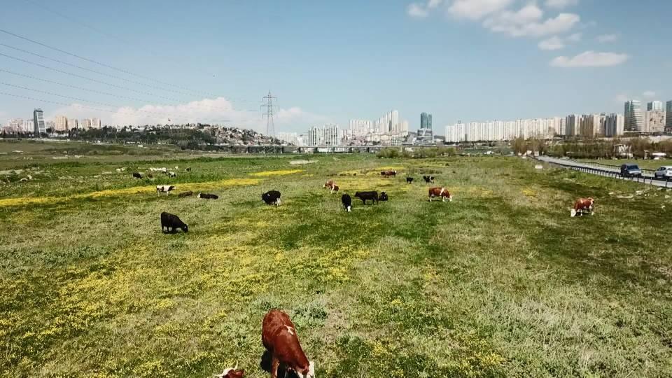 <p><strong>İSTANBUL'UN DERELERİ RENGARENK</strong></p>
<p>İstanbul'un dereleri son günlerde rengarenk akıyor. Daha önce Arnavutköy'de dere kırmızı akmıştı. </p>
